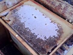 Пчелы и пчелопакеты