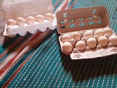 Яйца павловскии