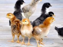 Цыплята мясо-яичные - Домашние(вывод 8.03.2020)