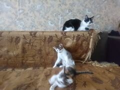 Котята и кошка