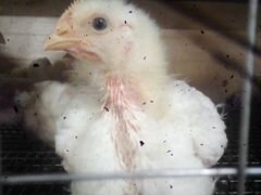 Цыплята бройлера Росс308 3 недели