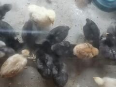 Цыплята недельные: голошейка, несушка, помесь