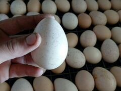 Инкубационные яйца кур и индюков