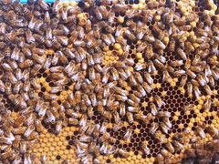 Медоносные пчёлы с ульями