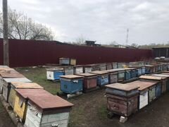 Продаются пчёлы