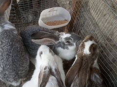 Кролики выликаны