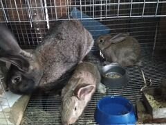 Кролики домашние, порода Ризен