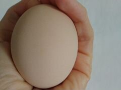 Яйца Австролопа, Бегунок селезень