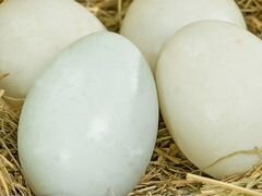 Яйца инкубационные утки