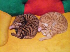 Бенгальская кошка и кот