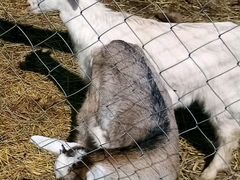 Заанонубийские козлята