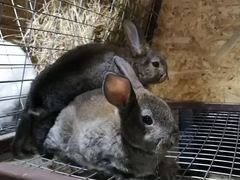Крольчата Рекс
