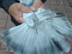 Продаю Николаевских голубей (полёт бабочки)