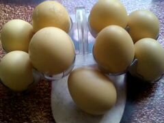 Домашние яйцы