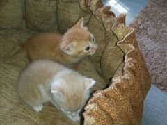 Котенок рыжий и персиковый