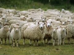 Скупаем овец крс