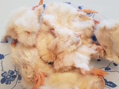 Суточные цыплятки на корм животным