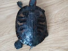 Черепаха (2шт+аквариум)