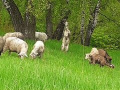 Овцы (Козы и кролики)