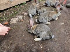 Продам кроликов Фландр