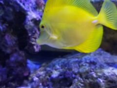 Рыба зебрасома жёлтая 12-13см