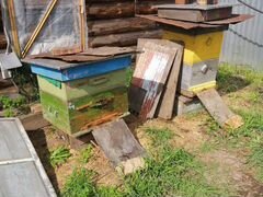 Продаю пчел, пчелиные семьи с магазинами