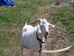 Заано-нубийский козел