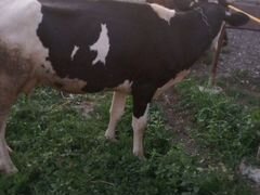 Две коровы и теленок