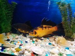 Золотые рыбки - Камета. Эхинодорус