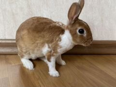 Карликовый кролик «Рекс»