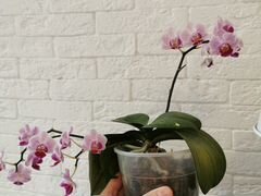 Орхидеи фаленопсис и дендробиум