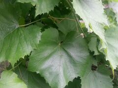 Виноградные листья для долмы и не только