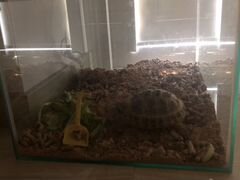 Черепаха сухопутная +террариум