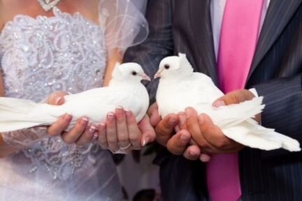Белые голуби на свадьбу,выпускные и любых торжеств