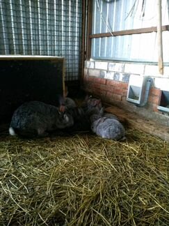 Крольчата, самцы и самки