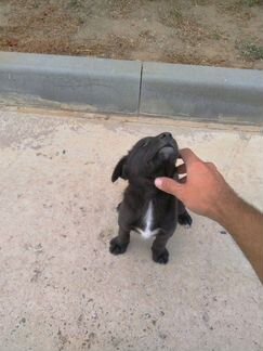 Красивый щенок в добрые руки
