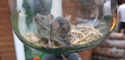 Малыши мышата