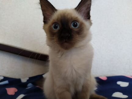 Кошка тайская 3мес. (дата рождения 1 мая)