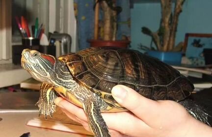 Черепаха в добрые руки