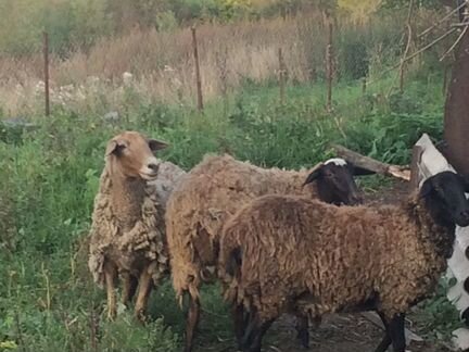 Овцы романовские и одна курдючная