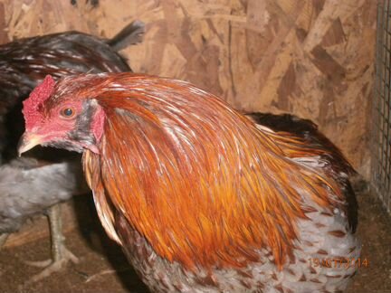 Продам породистых цыплят и инкубационное яйцо