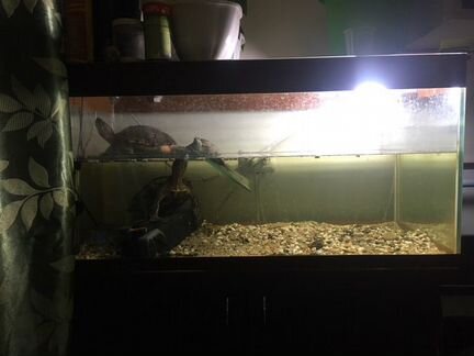 Черепахи и аквариум 200л