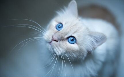 Возьму спокойную взрослую кошку с голубыми глазами