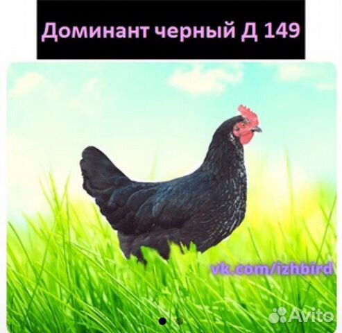 Доминант 149 фото и описание