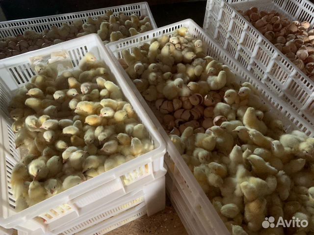 Цыплята бройлеры, индюшата, чешский доминант