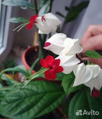 Клеродендрум (детка)