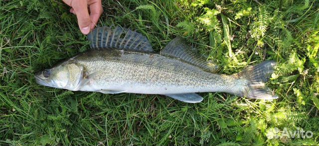 Свежемороженная и вяленая рыба: Сазан, Судак, Сом