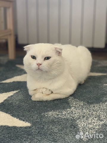 Кот шотландец вязка