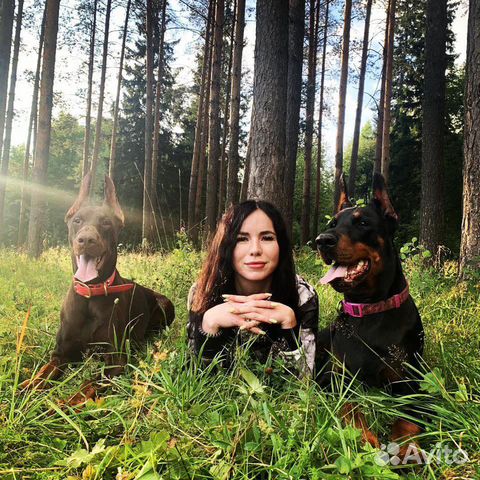 Фотосессия с доберманом