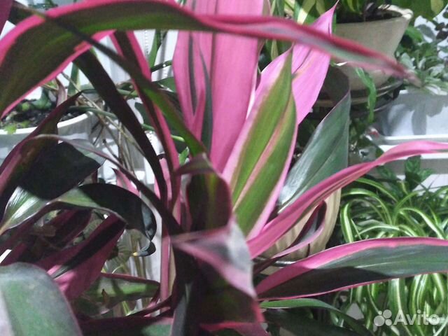 Комнатные растения номер 5